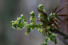 Spondias pinnata